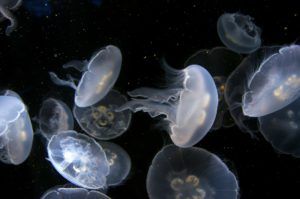 jellyfish-275576_1920