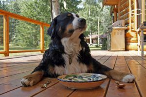 Restaurantes pet firendly en España